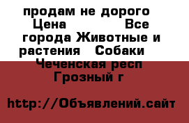 продам не дорого › Цена ­ 10 000 - Все города Животные и растения » Собаки   . Чеченская респ.,Грозный г.